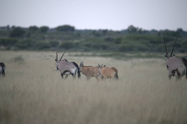 группа газелей в естественной среде обитания