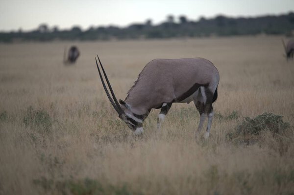 антилопы в африканской саванне