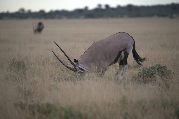 самец стоит на сухой траве в траве