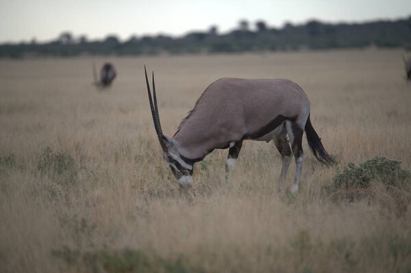 крупный план самца антилопы в траве в течение дня