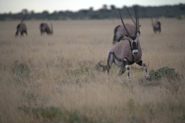 группа зебр в пустыне