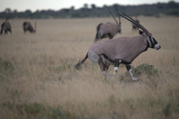 мужская газель в естественной среде обитания.
