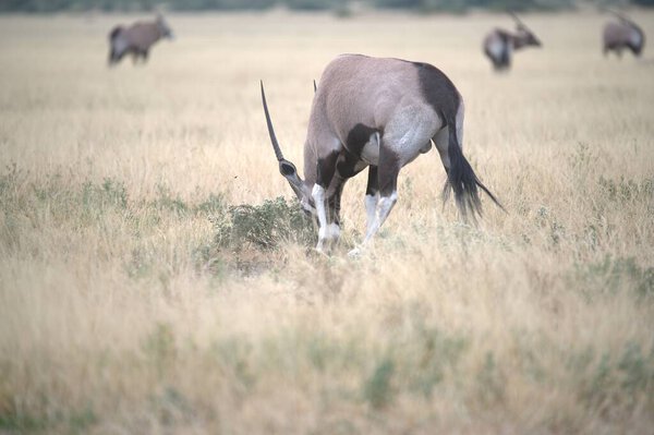 Стадо диких лошадей, пасущихся в траве