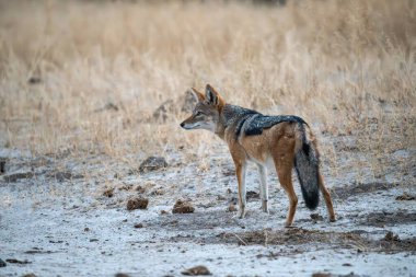 Vahşi kırmızı geyik doğada.
