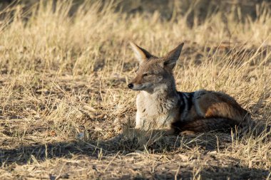 Çimlerde kızıl tilki
