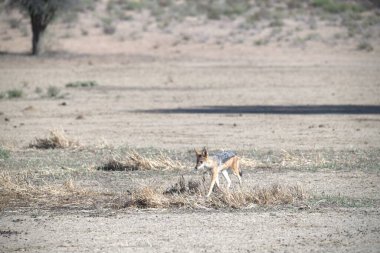 Ormandaki güzel bir köpek resmi.