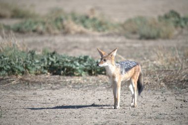 Kızıl çakal, etosha, namibya