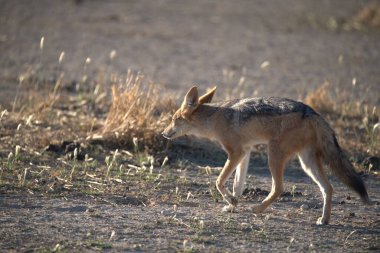 Kızıl tilki vahşi doğada