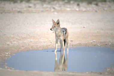 Etoşa Milli Parkı 'ndaki su birikintisi Namibya