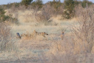 Etoşa Ulusal Parkı 'nda bir grup vahşi hayvan.