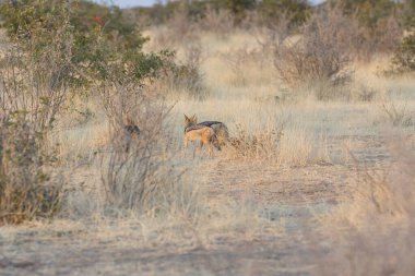 Ormandaki vahşi tilkinin güzel bir görüntüsü.