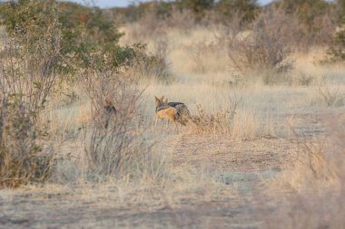 Ulusal parkta vahşi kırmızı geyik