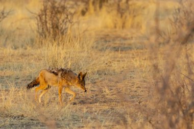 Afrika bozkırında vahşi bir çakal.