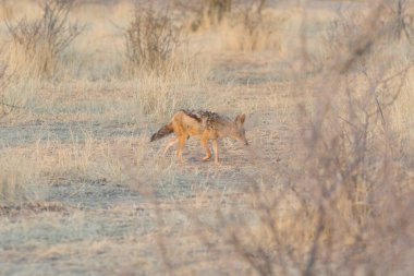Ormandaki kırmızı geyik