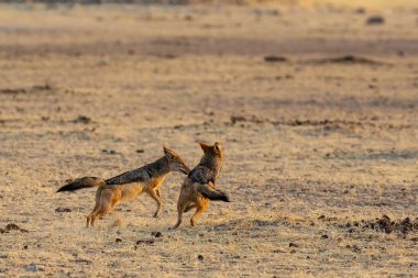 Çöldeki kırmızı çakal.