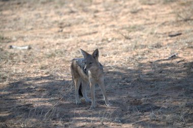 Ormandaki genç sırtlan