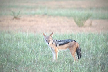 Çimlerde kızıl tilki