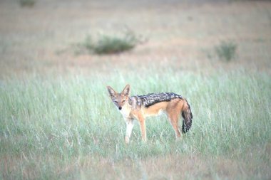 vahşi Kızıl geyik