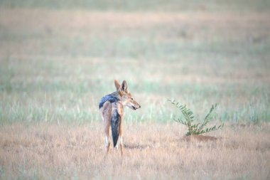 Kızıl Tilki çimenlerin üzerinde