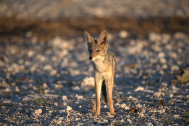Doğadaki kızıl tilki