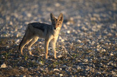 Kızıl tilki vahşi doğada