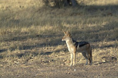 Genç erkek köpek (sırtlan hyaena) Güney Afrika 'da