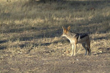 Kenya ulusal parkında vahşi bir sırtlan.