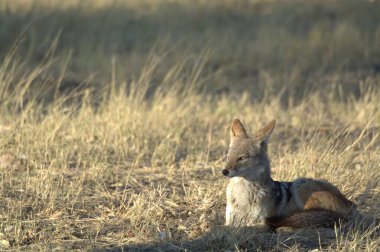 Kızıl tilki vahşi doğada
