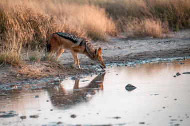 Bir erkek ceylan sabahları göletin kenarında su içer. Ulusal Park, Güney Dakota.