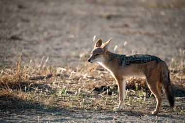 Çimlerin üzerinde vahşi tilki. Hayvan vahşidir.