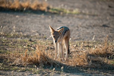 Vahşi doğanın ortasında çimlerin üzerinde kızıl bir çakal