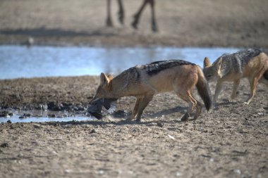 Afrika Hyaena, Aena Hyacucuta, Güney Afrika.