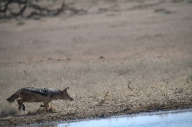 Çölün ortasında bir kurt yürüyor.