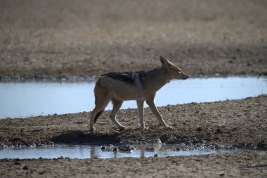 Orman tarlasının ortasında güzel bir kurt resmi.