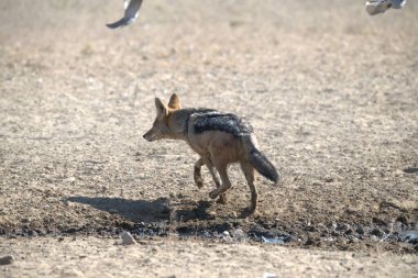 Kenya bozkırında vahşi hayvanlar
