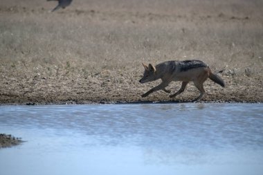 Nehrin parkında, suda bir köpek