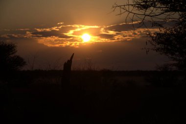 Parkta güzel bir gün batımı
