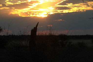 Ormanda güzel bir gün batımı