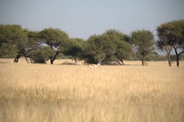 Otların arasında güzel beyaz bir kedinin yakın plan çekimi.
