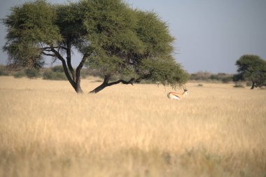 Vahşi antiloplar, Afrika yaban hayatı