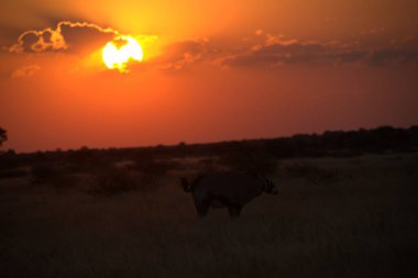 Afrika Vahşi Zürafası Kruger Ulusal Parkı, Güney Afrika