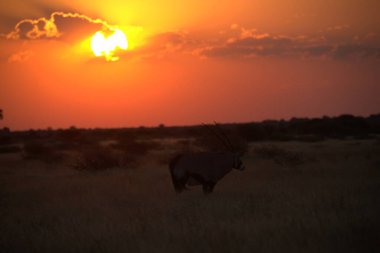 Afrika vahşi antilopları gün batımında Güney Afrika 'daki Kruger Ulusal Parkı' nda.