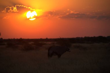 Afrika yaban domuzu, Güney Afrika 'da