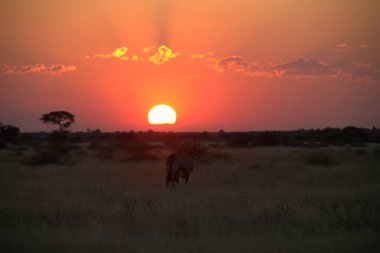 Afrika bozkırında gün batımı