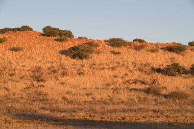 Çimen tarlası ve büyük kırmızı gökyüzü olan güzel bir manzara.
