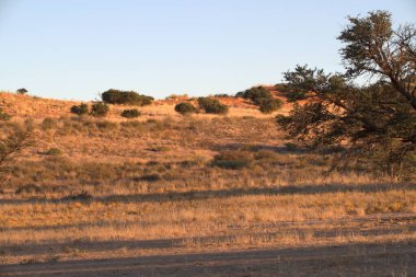 Güzel bir manzaranın dikey görüntüsü. Arka planda güneş ışığı altında bir ağaç var.