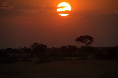 Afrika savana gün batımı