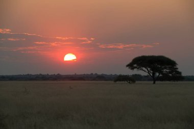 Günbatımı savana üzerinde