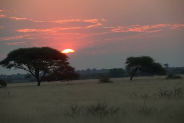 Afrika 'da gün batımı