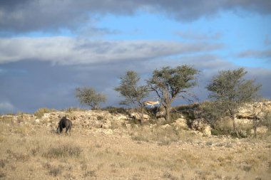 Arkasında bir dağ olan güzel bir manzara.